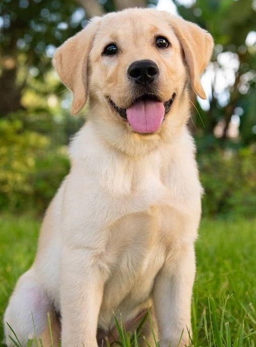 Meet Buddy